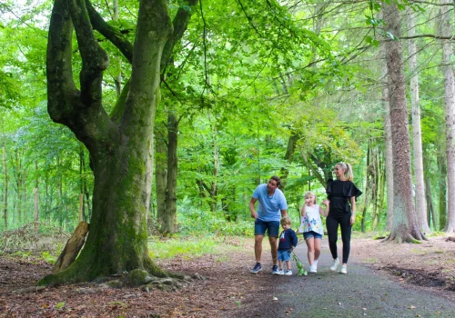 Les forêts de l'Avesnois